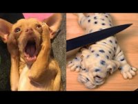 اگه می تونی نخند ... بامزه ترین واکنش حیوانات