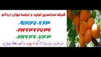 نهال زردآلو  09121270623 - خرید نهال زردآلو - فروش نهال زردالو - قیمت نهال زردآلو