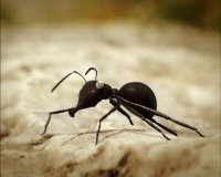 دانلود انیمیشن زندگی خصوصی حشرات 2006 - قسمت 18 - پلی بر روی رودخانه