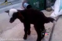 رقص جالب بره