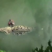 دوستی انسان با حیوانات بسیار خطرناک