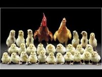 قیمت خرید جوجه یکروزه فروش تخم مرغ