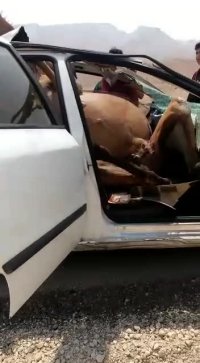 تصادف عجیب سمند با شتر