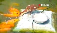 غذا دادن اردک مهربون به ماهی ها