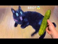 انواع کلیپ خنده دار سگ و گربه ها که روزتون رو شاد می کنه !