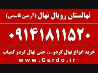 خرید نهال گردو روند پیوندی 09141811520
