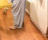 دوستی سگ ها باهم در این حد مگه میشه!