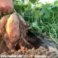 قدیمی ها وقتی می گفتند باغت آباد منظورشان این بوده !