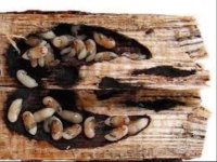 فروش سم موریانه کش قوی وموثر (بونیده)بدون بو