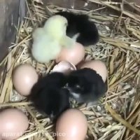جوجه تازه به دنیا آمده