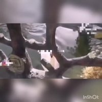 کشف باغ وحش خانگی در اصفهان!