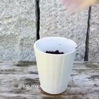 پیوند دادن انار و لیمو