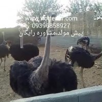 شترمرغ پیش مولد