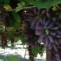 انگور خارجی- نهال انگور کمیاب- نهالستان پارس