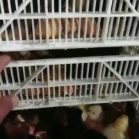 جوجه 1 روزه محلی گلپایگانی_کاکلی_دورگ(اریا منتخب پارسیان)09131007689