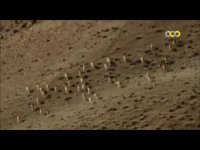 Iranian Big Cats - این مستند در مورد نسل گربه سانان ایرانی( شیرها ، ببرها ، پلنگ ها ) می باشد