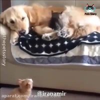 مهر و محبت حیوانات بهم را ببینید و آرامش بگیرید