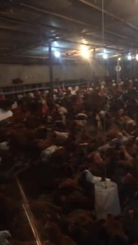 فروش مرغ 6 ماهه بومی تخمگذار