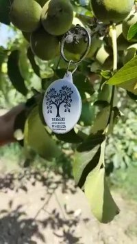 نهال گردو ژنوتیپ رویال