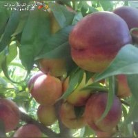 نهالستان نادر احمدی آذر (آذر نهال) در میاندوآب