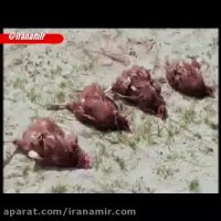 هیپنوتیزم حیوانات