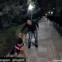 سگ به این باهوشی مگه داریم؟