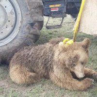 کشتن خرس قهوه‌ ای با تراکتور در استان اربیل!