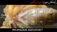 آیا می دانستید عقرب ها زنده زا هستند؟؟؟