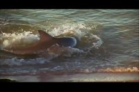 سرگرمی و شیطنت بامزه دلفین ها در لبه ساحل