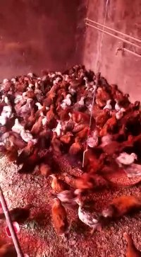 تخمنطفهدارودستگاه جوجهکشی