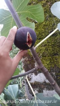 میوه دادن انجیر غول آسا ترکیه در نهالستان ردبازار رشت www.redbazar.ir