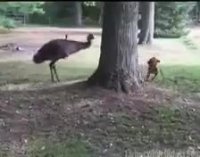 دنبال بازی با شترمرغ