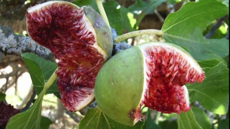 خواص میوه بهشتی انجیر
