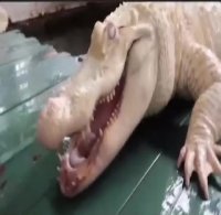 غذا دادن عجیب به تمساح ها!