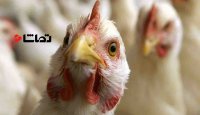 آنفلوانزای پرندگان مانع حضور مرغداران در نمایشگاه شد