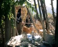 تولد یک آوا