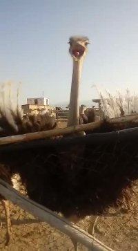 شترمرغ وتخم وجوجه