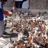 مشاوره و نظارت برمرغداری