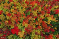 ژاپن رنگارنگ