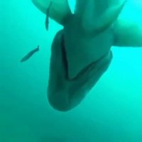 کشف گونه ای نادر در اعماق آب!