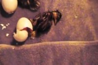 جوجه کشی از اردک - خروج جوجه اردک از تخم