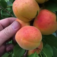 نهالستان زردآلونهال زردآلودرخت زردآلو