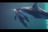 لحظات دیدنی تولد دلفین