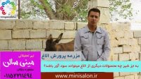 چه محصولاتی از الاغ میتواند سودآوری داشته باشد؟