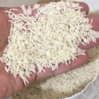 برنج طارم محلی فریدونکنار