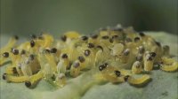Cabbage White caterpillars emerging time lapse