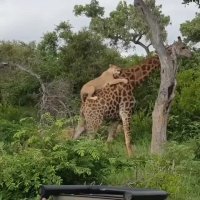 تلاش شیرها برای شکار زرافه