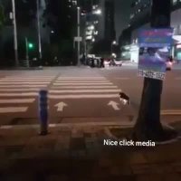 وقتی پرندگان درس فرهنگ میدن