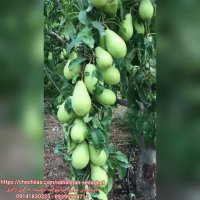 نهالستان صداقت