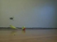 بازی های زیبای پرنده با توپ تنیس